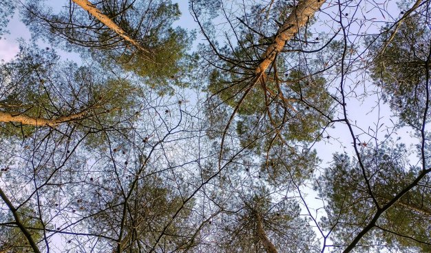 Zdjęcie wykonane w lesie, z perspektywy "od dołu". Spojrzenie w górę na niebo i przesłaniające je korony wysokich sosen