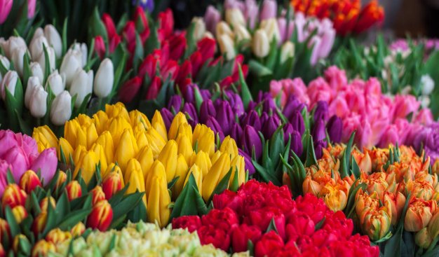 kadr wypełniony tulipanami w różnych kolorach
