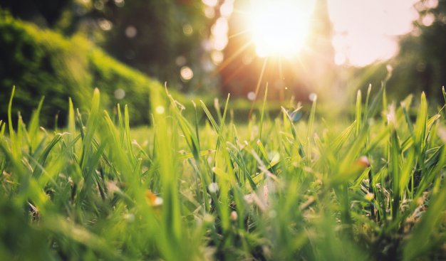 zielona łąka oświetlona promieniami słońca