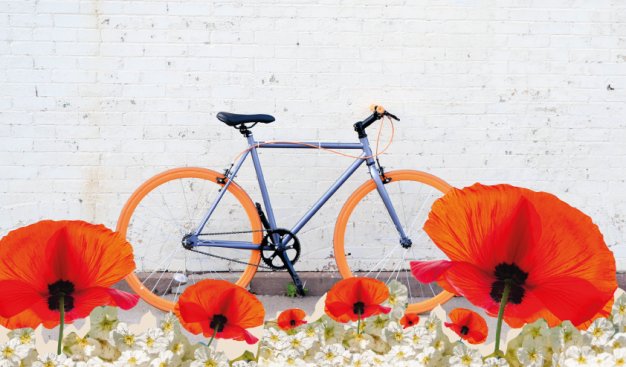 Kolaż złożony ze zdjęcia roweru opartego o szarą betonową ścianę, drobnych białych kwiatów i rozkwitających czerwonych maków.