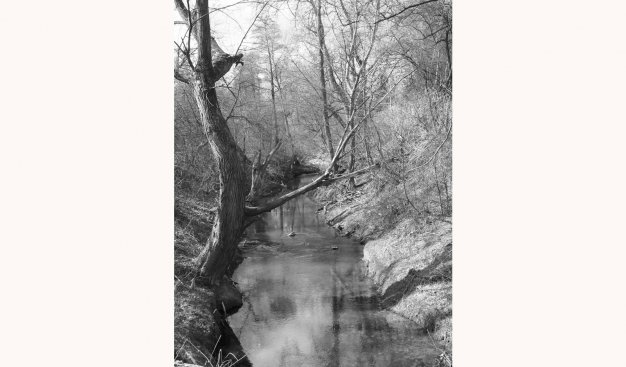 Czarno-białe zdjęcie przedstawiające widok na rzekę Dłubnię. Po lewej stronie rosnące nad brzegiem rzeki drzewo.