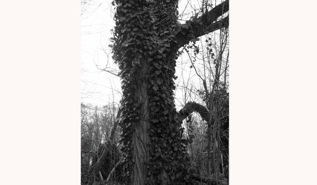 Czarno-białe zdjęcie. Zbliżenie na pień starego drzewa, obrośniętego wspinającym się po nim bluszczem.
