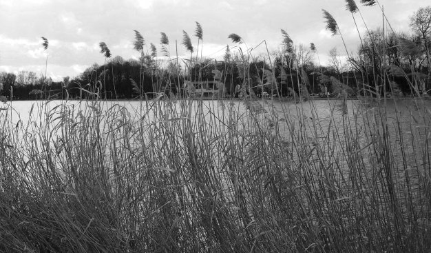 Zdjęcie czarno-białe. Widok na Zalew Nowohucki zza wysokich traw.