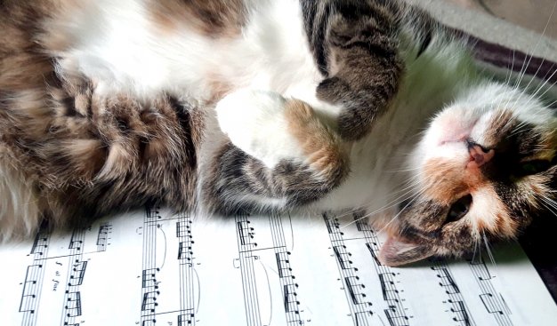 Kot leżący na plecach ma kartce papieru z wydrukowanymi notacjami muzycznymi