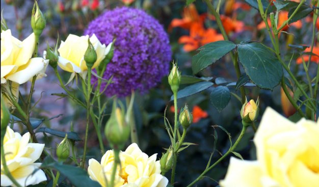 zbliżenie na rosnące kwiaty. Kremowo-żółte róże oraz fioletowa kula czosnu ozdobnego