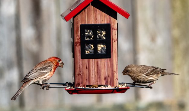 Na zdjęciu znajduje się drewniany karmnik dla ptaków z czerwonym dachem. Po lewej i prawej stornie karmnika znajdują się małe ptaki.