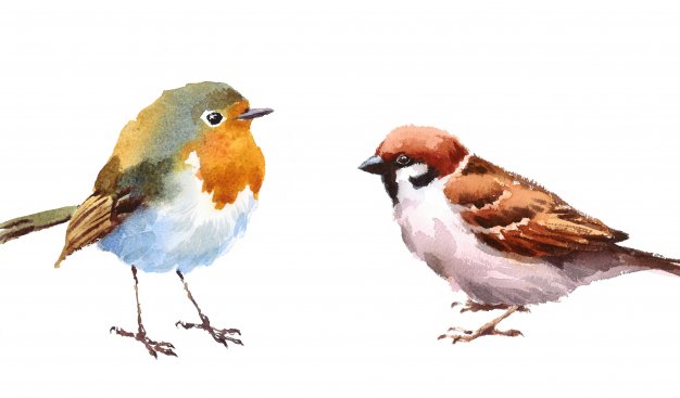 Dwa różne ptaki namalowane farbami akwarelowymi.