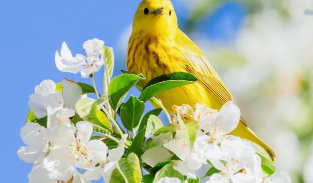 Żółty ptak siedzi na pięknie kwitnącej gałązce drzewa owocowego.