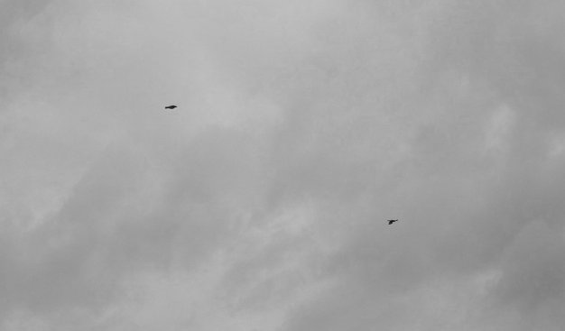 Czarno-białe zdjęcie fragmentu zachmurzonego nieba, na którym widać dwa małe, lecące ptaki.