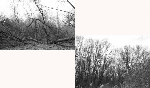 Czarno-biały dyptyk. Na lewym zdjęciu kilka połamanych drzew. Na prawym bezlistne korony rosnących drzew i fragment nieba.